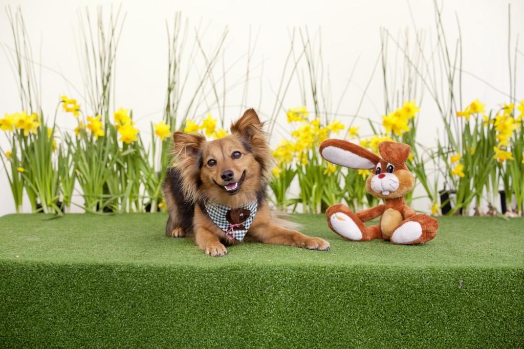 Kleine Hunde ganz groß, Teil 23 Ostern dertierblog