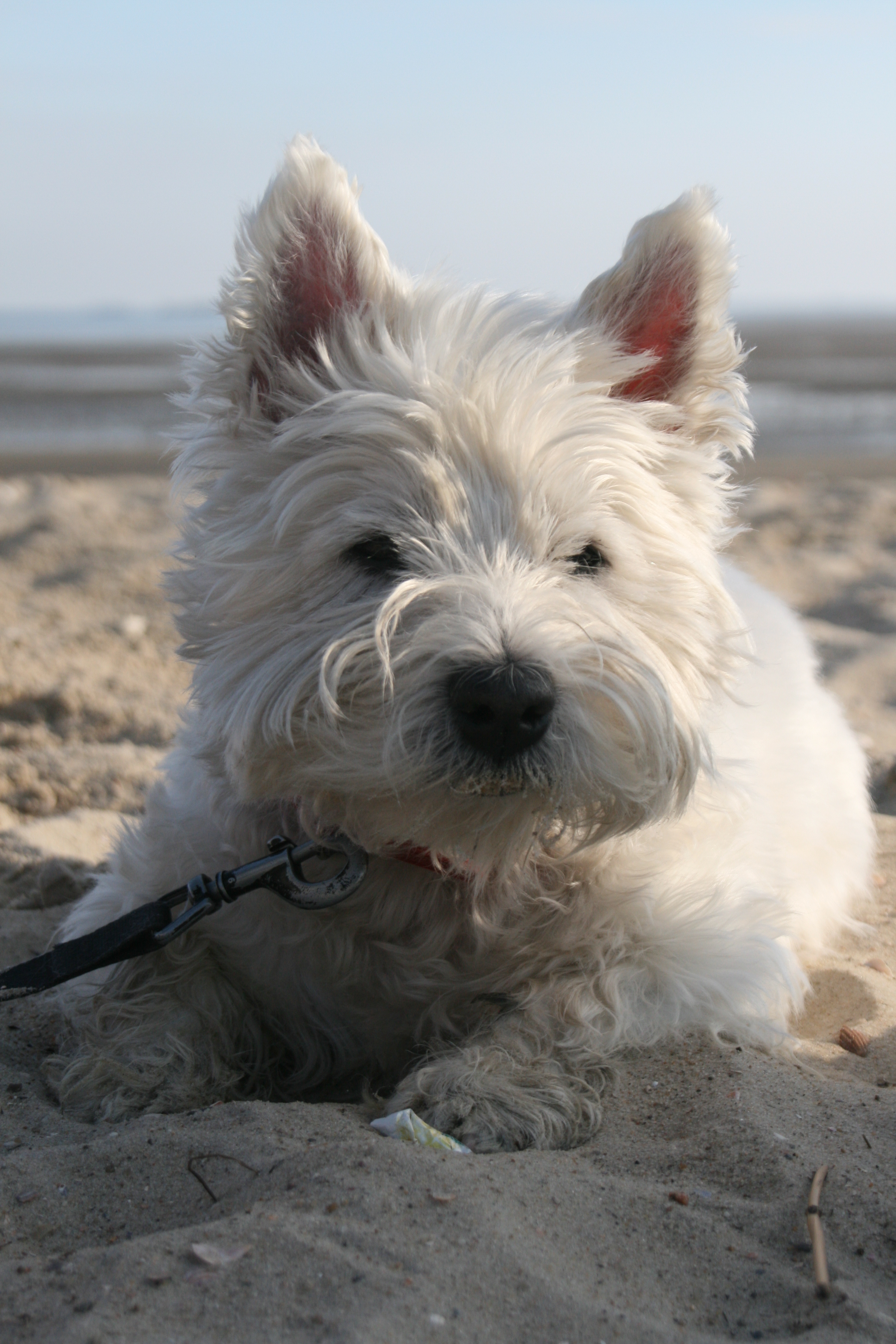West Highland White Terrier - der-tierblog