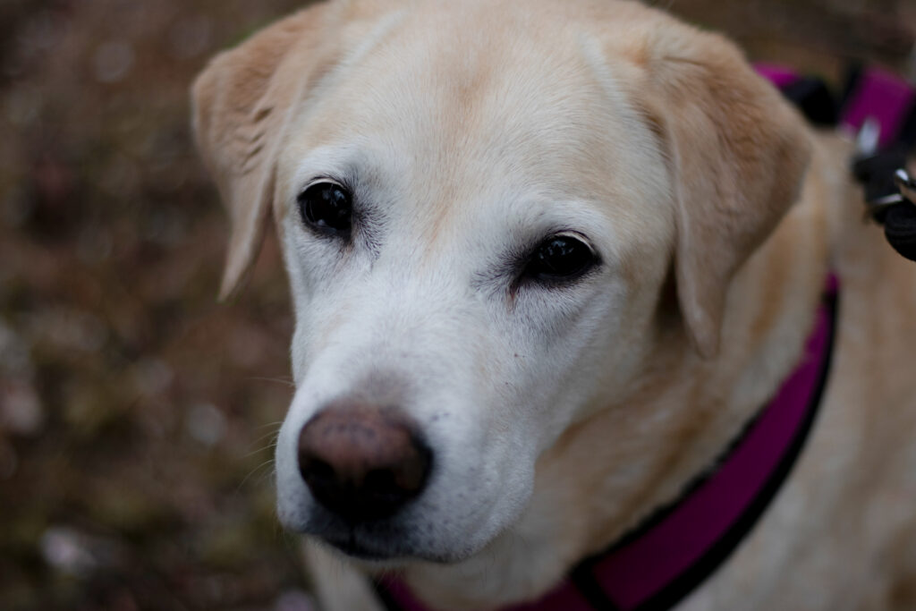 Notfälle erkennen dertierblog