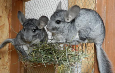 Chinchillas