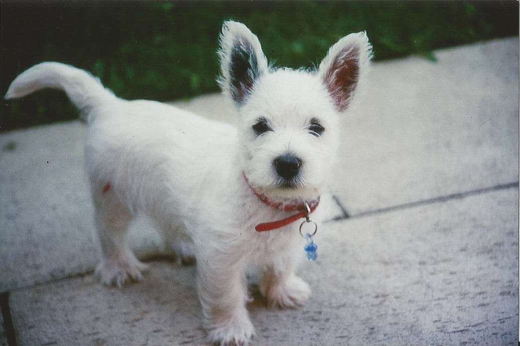 Werner S. fing dieses süsse Foto von seinem Welpen Sammy ein!