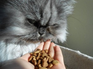 Katzenernährung