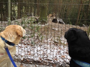 Wildpark Schwarze Berge