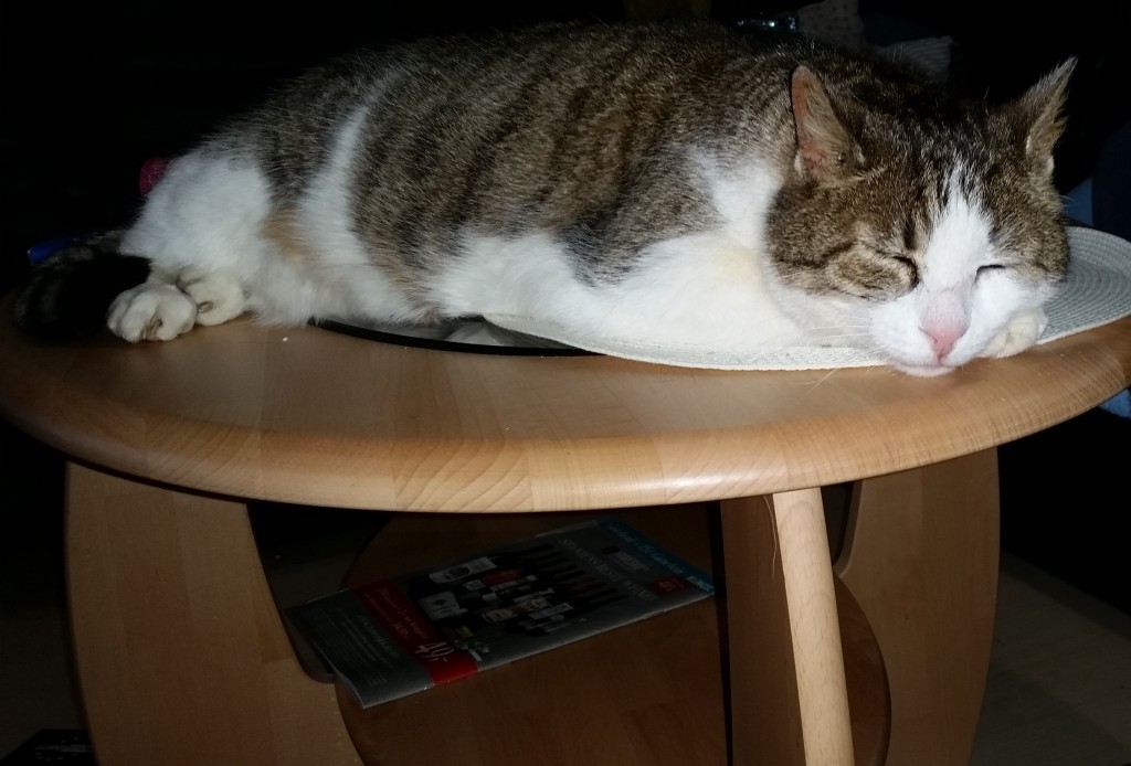 Katze auf Tisch - der-tierblog
