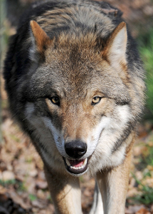 Pressebild-Change.org/Europäischer Wolf